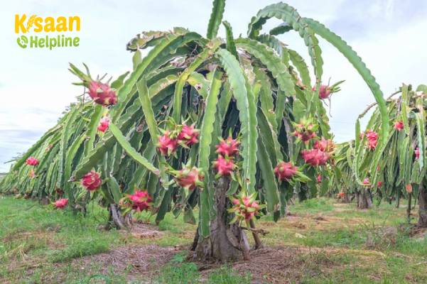 ड्रैगन फ्रूट फल की वैज्ञानिक तरीके से उन्नत खेती